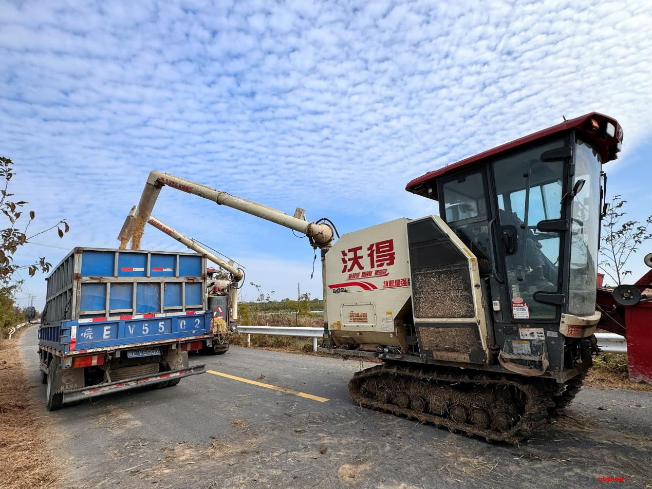 南京高淳：水稻收割忙?顆粒皆歸倉(cāng)